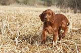 SETTER IRLANDAIS 514